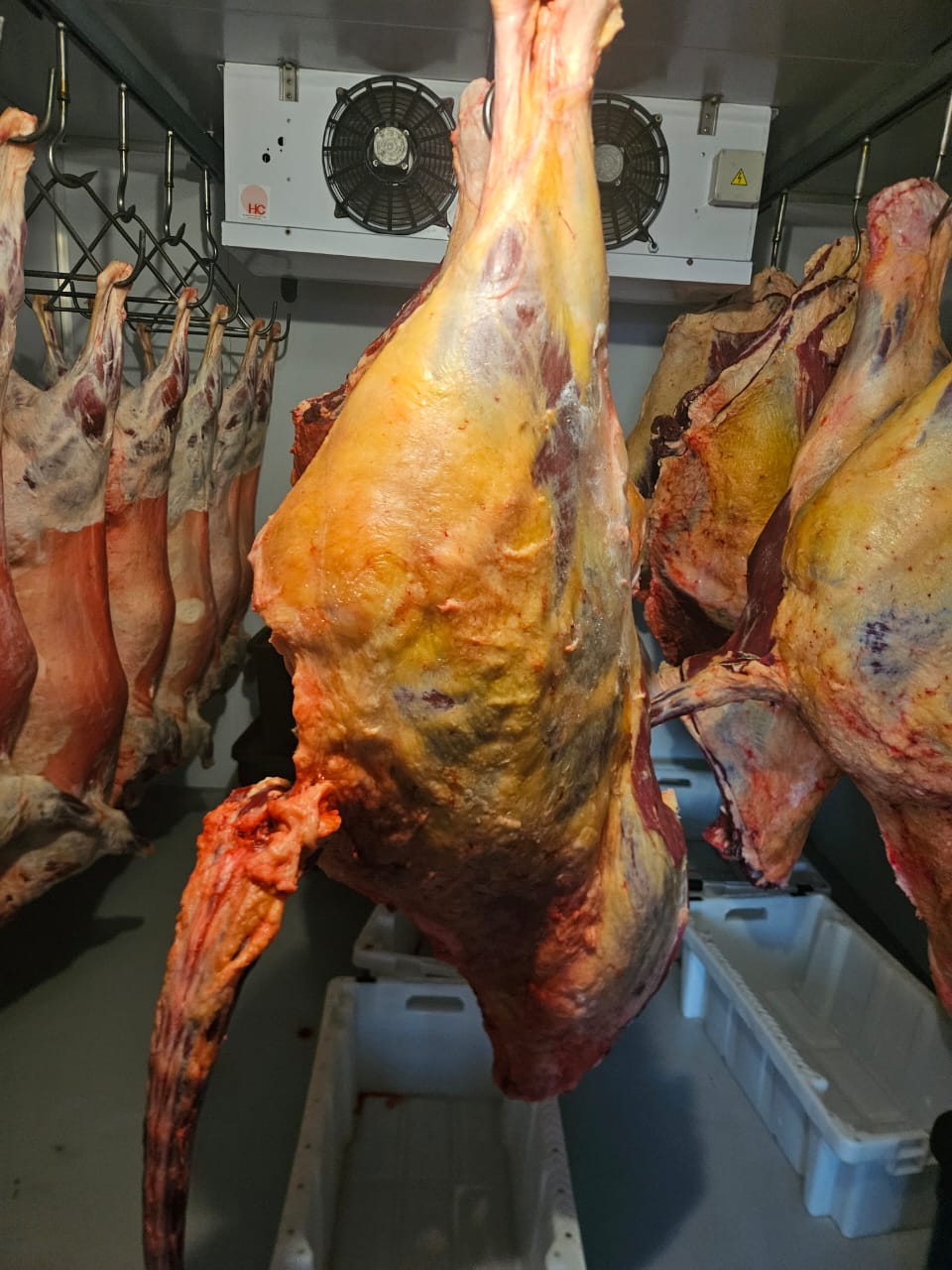 Venison processing